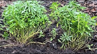 Candytuft Iberis Sempervirens  Divide amp Transplant December 20 [upl. by Eisyak]