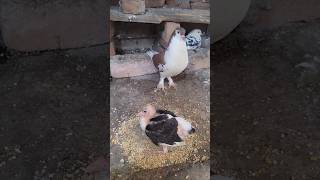 Best🕊 breeding tips 👌 😃youtubeshorts pigeon kabutar minivlog petsvlog shorts [upl. by Horatia]