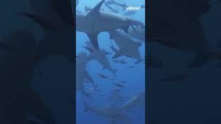 Vital number swimmers should know after Sydney Harbour shark attack  shorts yahooaustralia [upl. by Dee745]