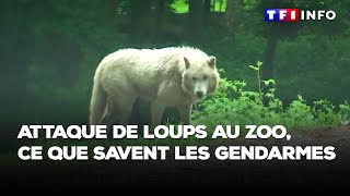 Attaque de loups au zoo ce que savent les gendarmes [upl. by Atnaloj]