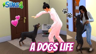 Playing as a Dog in the Sims 4  Playable Pets Mod [upl. by Euridice651]