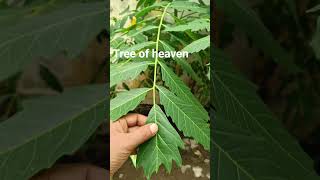 Ailanthus excelsaAralu tree ayurveda viralvideo [upl. by Nyliret]