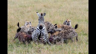 OVER 6 MILLION VIEWS Pregnant zebra mares battles hyena clangraphic content [upl. by Secrest]