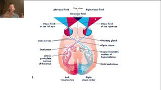 6vision voir descrip [upl. by Mohl]