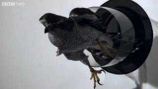 Goshawk Flies Through Tiny Spaces in SloMo  The Animals Guide to Britain Episode 3  BBC Two [upl. by Moureaux]