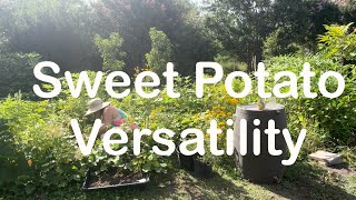 Sweet Potatoes Slips Plants amp Sautéed Leaves urbanhomesteading growyourownfood gardening [upl. by Lemrej380]