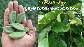 కానుగ చెట్టు ఉపయోగాలుKanuga tree uses in telugukanuga chettu uses [upl. by Aititil]