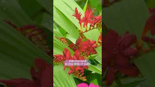 Gardeners World 2023 episode 19 [upl. by Rhynd]