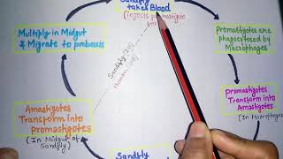 Leishmania donovani kala azarleishmaniasis life cycleclinical featurelab diagnosis of kala azar [upl. by Deeann]