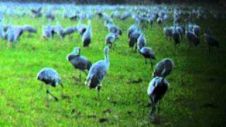 Sandhill Crane Migration at Jasper Pulaski State Park Indiana [upl. by Bowden]