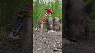 Amazing Skill Building wild boar trap From Hammer skilltrap animals camping shorts [upl. by Bauer]