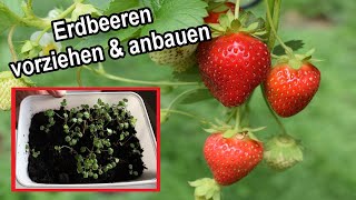 Erdbeeren selber säen und vorziehen Anleitung  Erdbeeren aus Samen ziehen  Erdbeer Anzucht [upl. by Ebert]