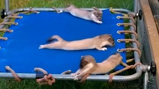 Young Weasels Leave The Nest  Weasels Feisty amp Fearless  BBC Earth [upl. by Asle559]