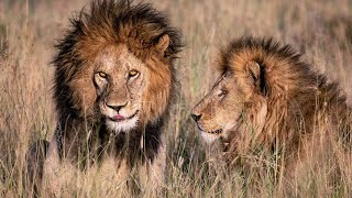 The Tsavo lions devoured hundreds of individuals in Africa Lions Taste for Humans [upl. by Navek]