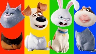 Wrong Heads The Secret Life of Pets Learn Colors amp Finger Family Nursery Song By IBaby [upl. by Bull93]