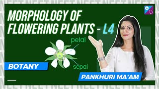 Inflorescence and its Types  Morphology of Flowering Plants Class 11 Biology Concept  NEET 2024 [upl. by Aridatha866]