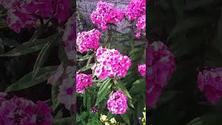 My Suffolk Cottage Garden on the Cusp of August [upl. by Rosecan]