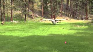 Cessna 185 taking off and landing at Allison Ranch [upl. by Frissell]