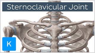 Sternoclavicular Joint  Location amp Movements  Human Anatomy  Kenhub [upl. by Errecart]