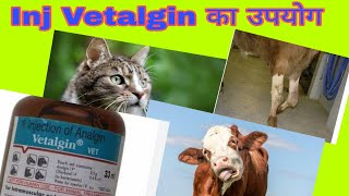 Inj Vetalgin Vet ।। injection Vetalgin का उपयोग कब कैसे करे [upl. by Drofub]