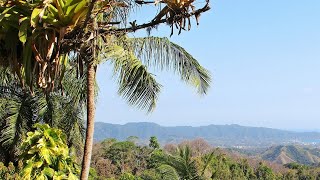 ☼ Naturgeräusche  Exotischer Regenwald in Costa Rica  Download kostenlos ↓ [upl. by Johnna]