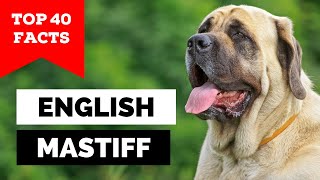 99 of English Mastiff Owners Dont Know This [upl. by Aynek]