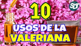 La VALERIANA ¿Para qué sirve 10 Usos de la Valeriana que DEBES CONOCER por sus BENEFICIOS ❀ [upl. by Rinaldo511]