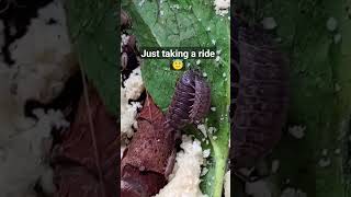 Woodlouse Plays Piggyback bugs woodlice woodlouse cute piggyback funny viral [upl. by Nomyaw]