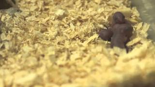 Comprehensive Introduction to gerbils and how they care for the young [upl. by Yl]