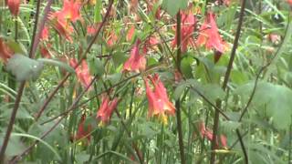 Minnesota Native Plant  Canada Columbine Aquilegia Canadensis [upl. by Alaster]