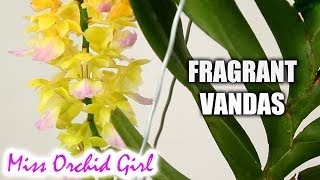 Aerides houlletiana amp other fragrant Vanda Orchids [upl. by Ragg806]