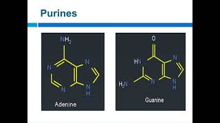 NUCEIC ACID METABOLISM PART 1 PURINES MALAYALAM [upl. by Egin178]