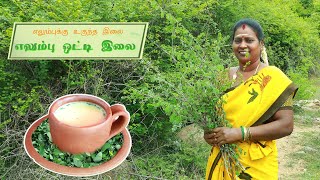 எலும்புக்கு உகுந்த இலை எலும்பு ஒட்டி இலை Ormocarpum sennoides Leaf that keeps bone healthy [upl. by Worra]