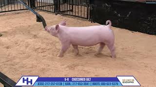 58 CROSSBRED GILT  Heimer Hampshires Sept 23 2024 Sale [upl. by Hershell421]