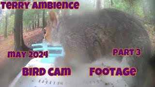 Bird Cam Footage May 2024 Part 3 [upl. by Anileda224]