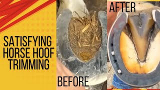 SATISFYING HORSE HOOF CLEANING [upl. by Lairbag]