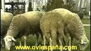 Razas de ovejas LACAUNE [upl. by Savinirs]