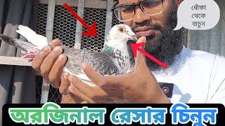 অরজিনাল রেসার কিভাবে চিনবো  How to identify Original Racer Pigeon [upl. by Vez571]