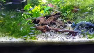 Large school of dwarf corydoras pygmaeus hastatus habrosus [upl. by Nyluqcaj]