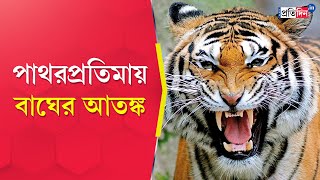 Patharpratima Incident Panic grips villages after tiger is sighted  Sangbad Pratidin [upl. by Nlocnil]