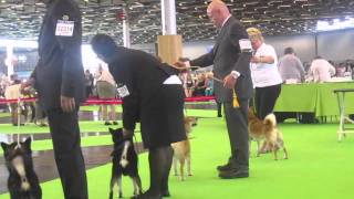 WORLD DOG SHOW 2011 SHIBA INU Part 2 [upl. by Nahs]