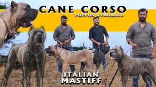 Cane Corso Mastiff Dog Breed  Puppies Available  Italian Mastiff  Rare and Exotic [upl. by Claresta]