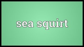 Sea squirt Meaning [upl. by Zink]