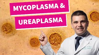 Mycoplasma e Ureaplasma  você conhece [upl. by Hardej497]