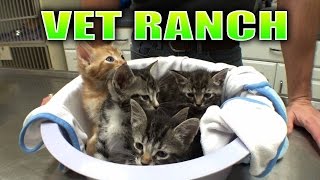 5 Tiny Homeless Kittens [upl. by Courtland162]