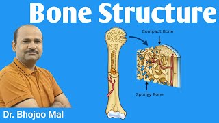 Bone  Structure of Bone  Bone Structure  class 12 biology  by Dr Bhojoo Mal [upl. by Negaet318]