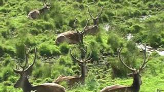 Highland Wildlife Park Kingussie [upl. by Assen]