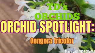 ORCHID SPOTLIGHT  Gongora tricolor orchids orchidculture [upl. by Nosremaj]