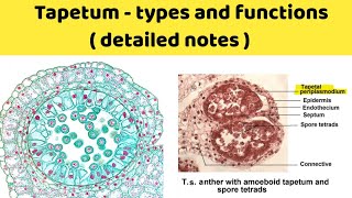 tapetum types and function  amoeboid tapetum and secretory tapetum  ubisch bodies [upl. by Asare492]