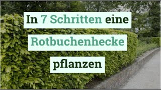 In 7 Schritten eine Rotbuchenhecke pflanzen [upl. by Godart]